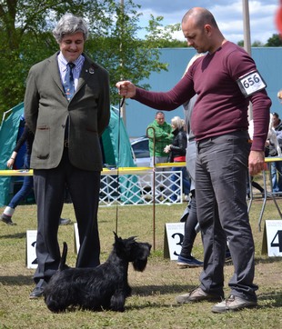 CACIB Szilvasvarad Hungary scottish terrier