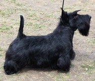 CACIB Szilvasvarad Hungary scottish terrier