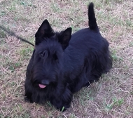 CACIB - DEBRECEN HUNGARY, scottish terrier result