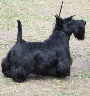 CACIB – DEBRECEN HUNGARY, scottish terrier result