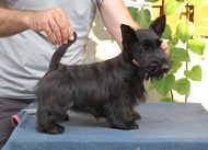 Beautiful scottish terrier puppy - start new life!