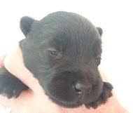 Puppies just open their eyes!