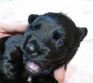 Puppies!
