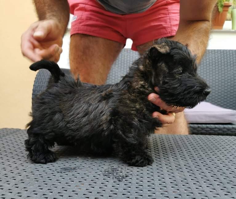 Milkshake of Tonyawire - brindle scottish terrier