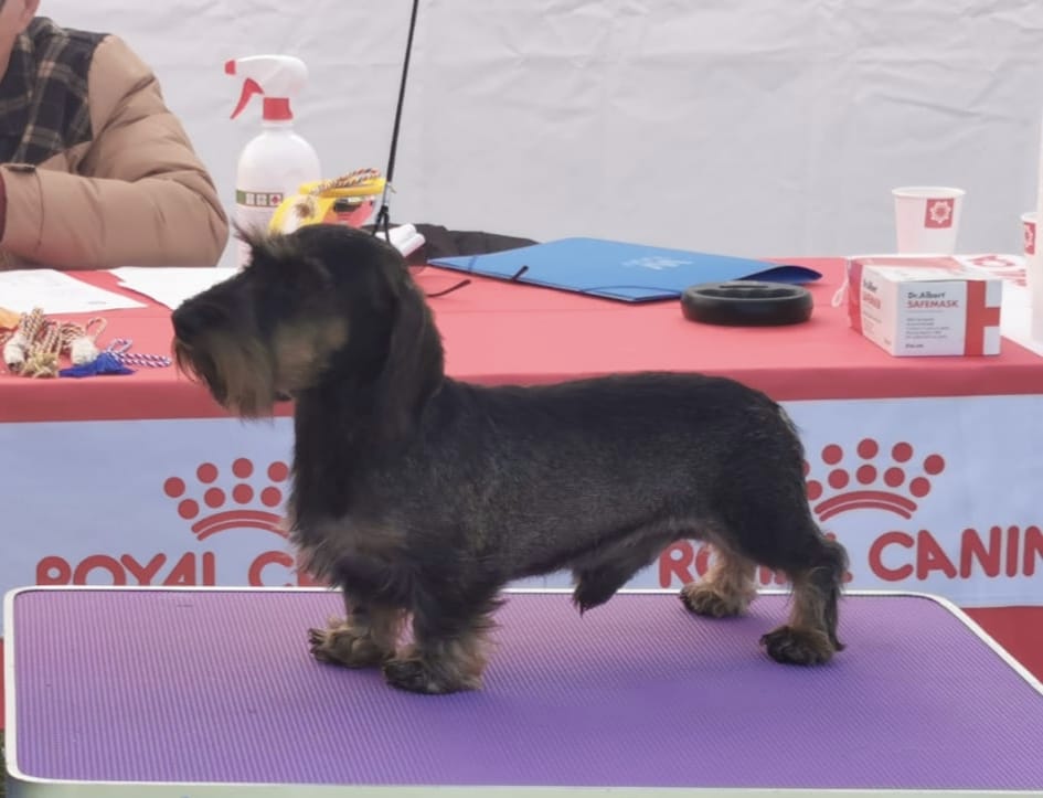 Wirehaired Kaninchen Dachshund