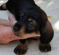 Kaninchen dachshund (teckel) rauhhaar puppies!