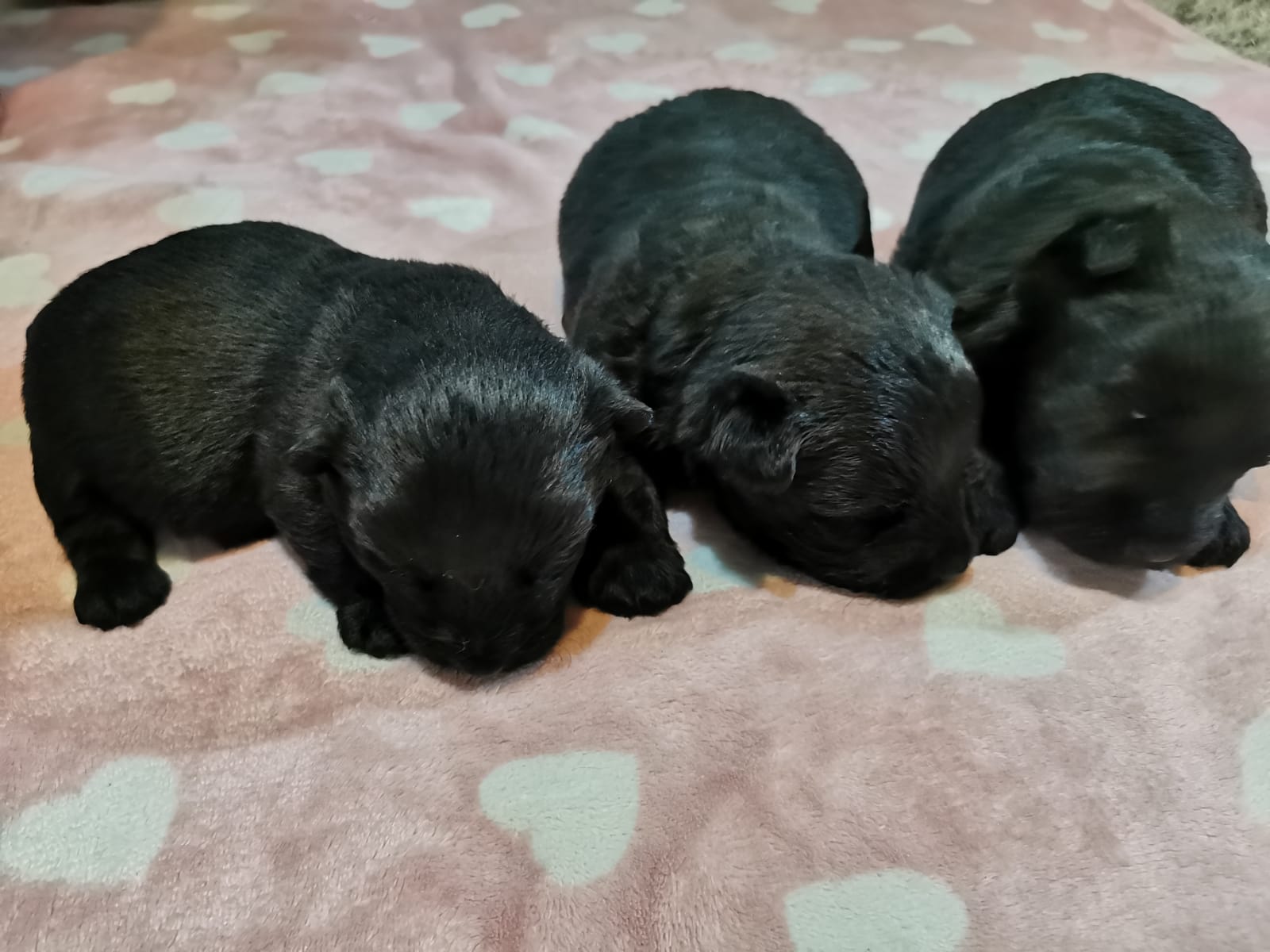 We expect scottish terrier puppies! 2024