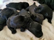 Scottish terrier puppies!!!