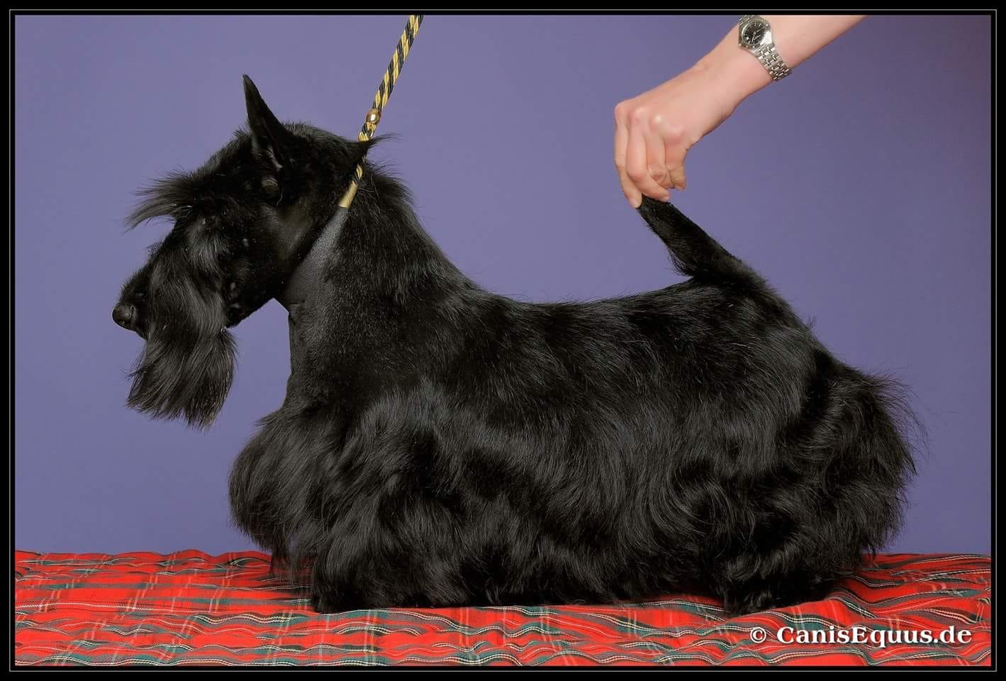 scottish terrier