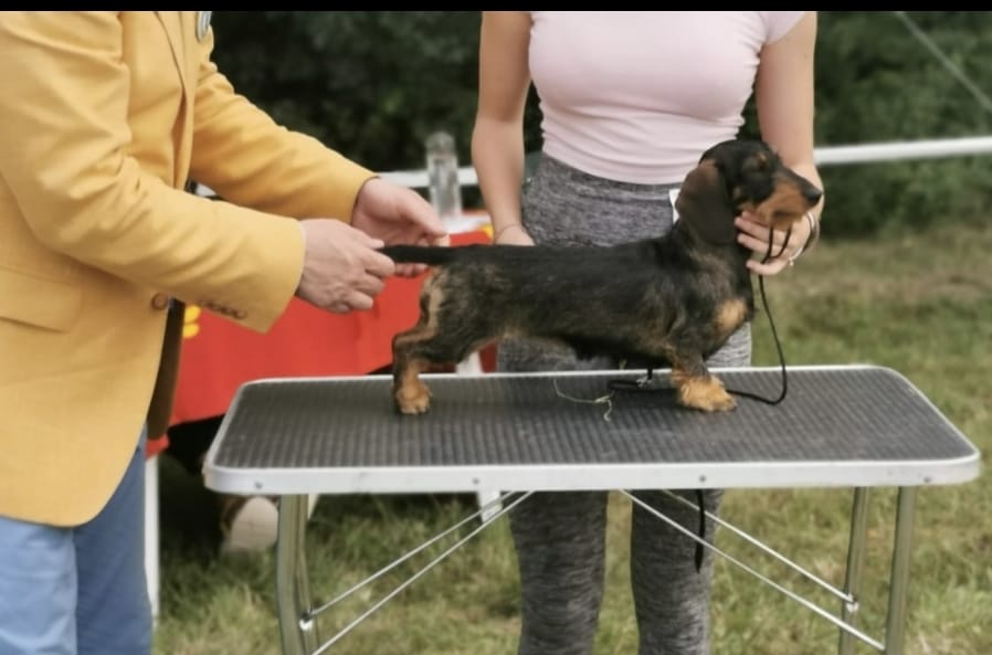 Kaninchen Wirehaired Dachshund
