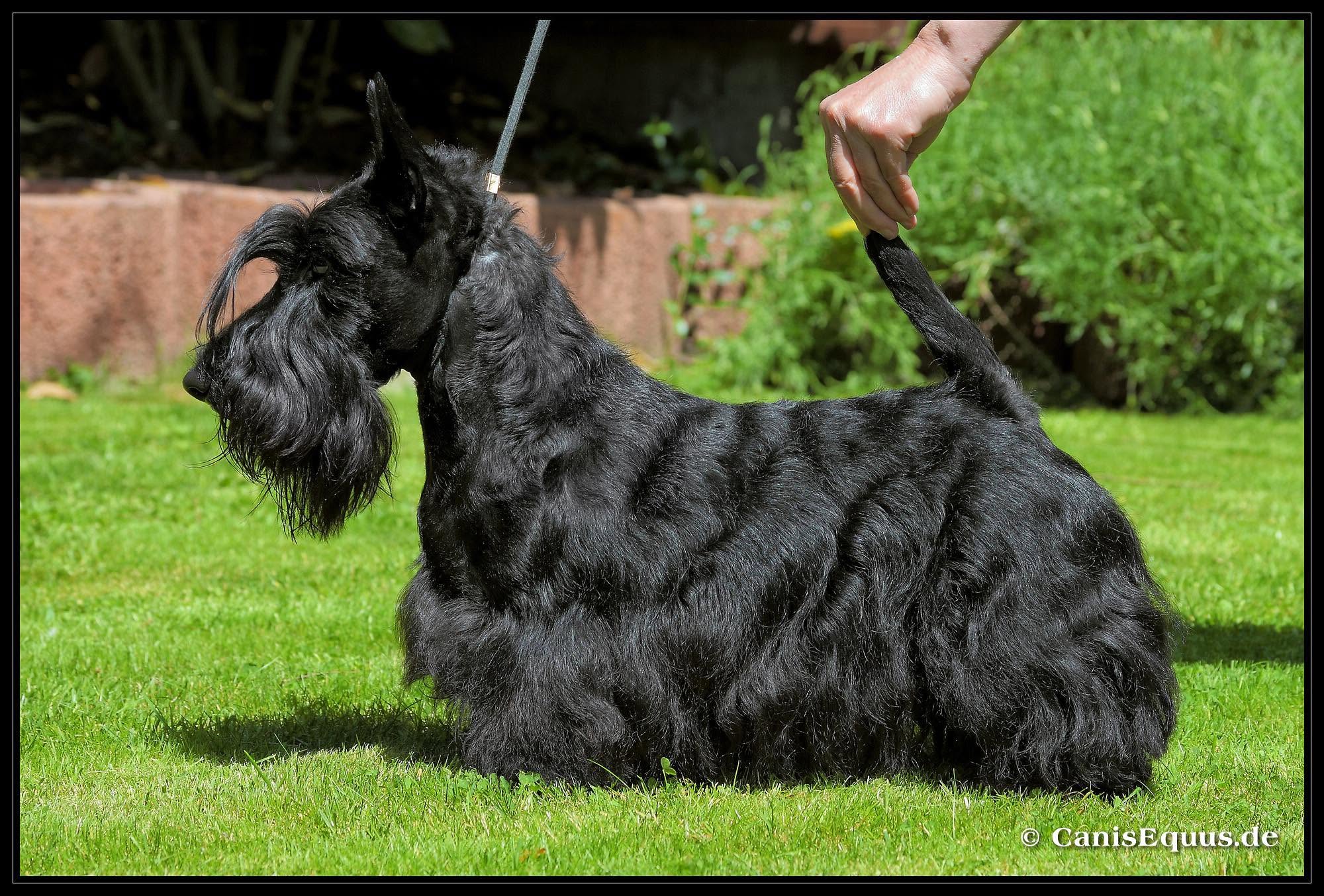 scottish terrier dog show