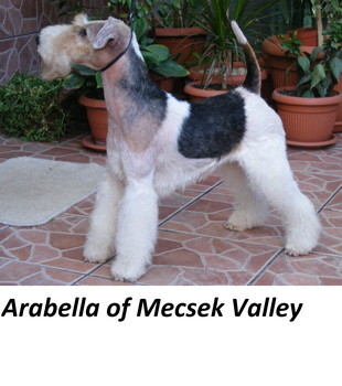 Arabella of Mecsek Valley – The Dog That Started My Journey