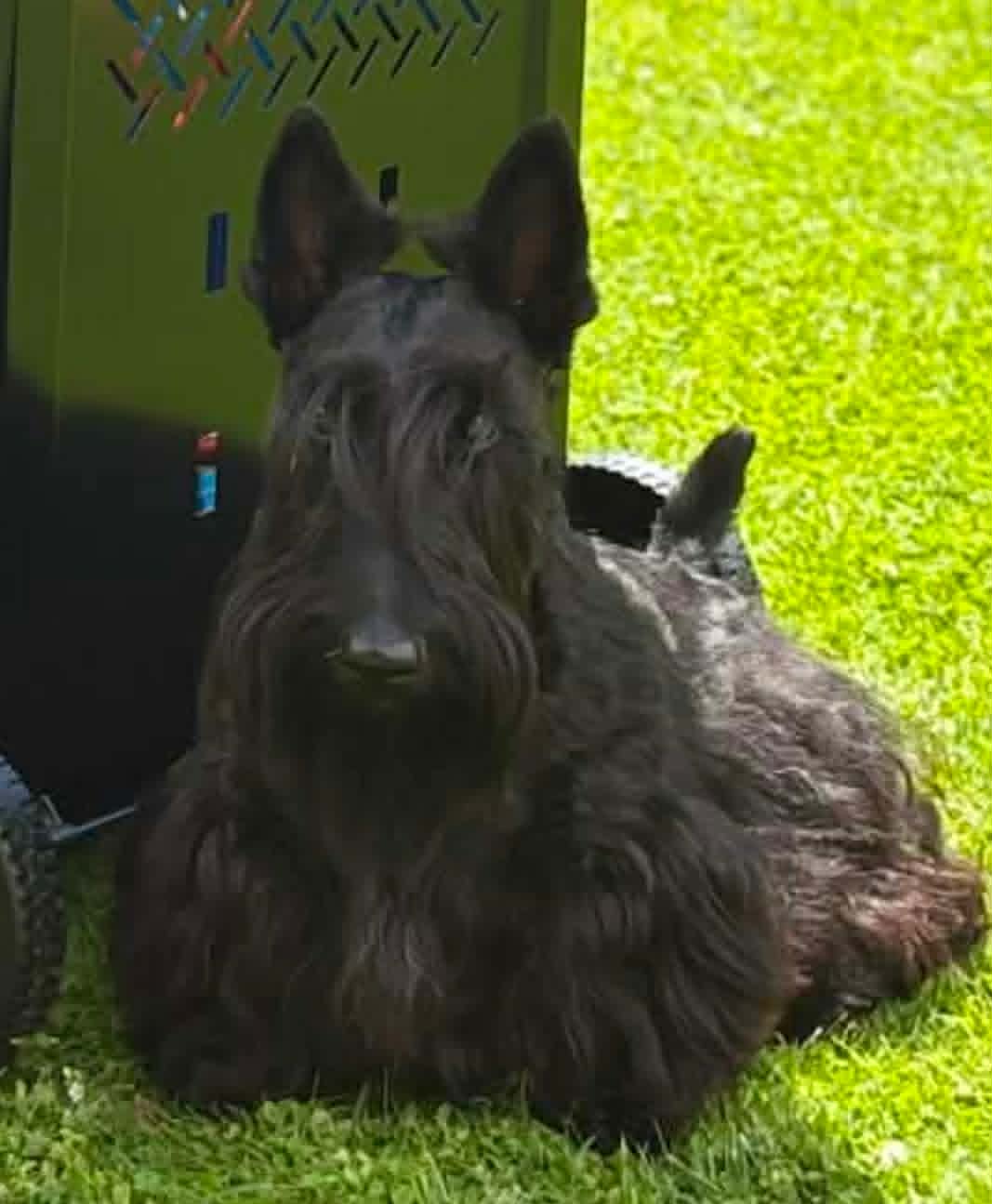 Velma of Tonyawire – Watching Our Scottish Terrier Grow in Belgium