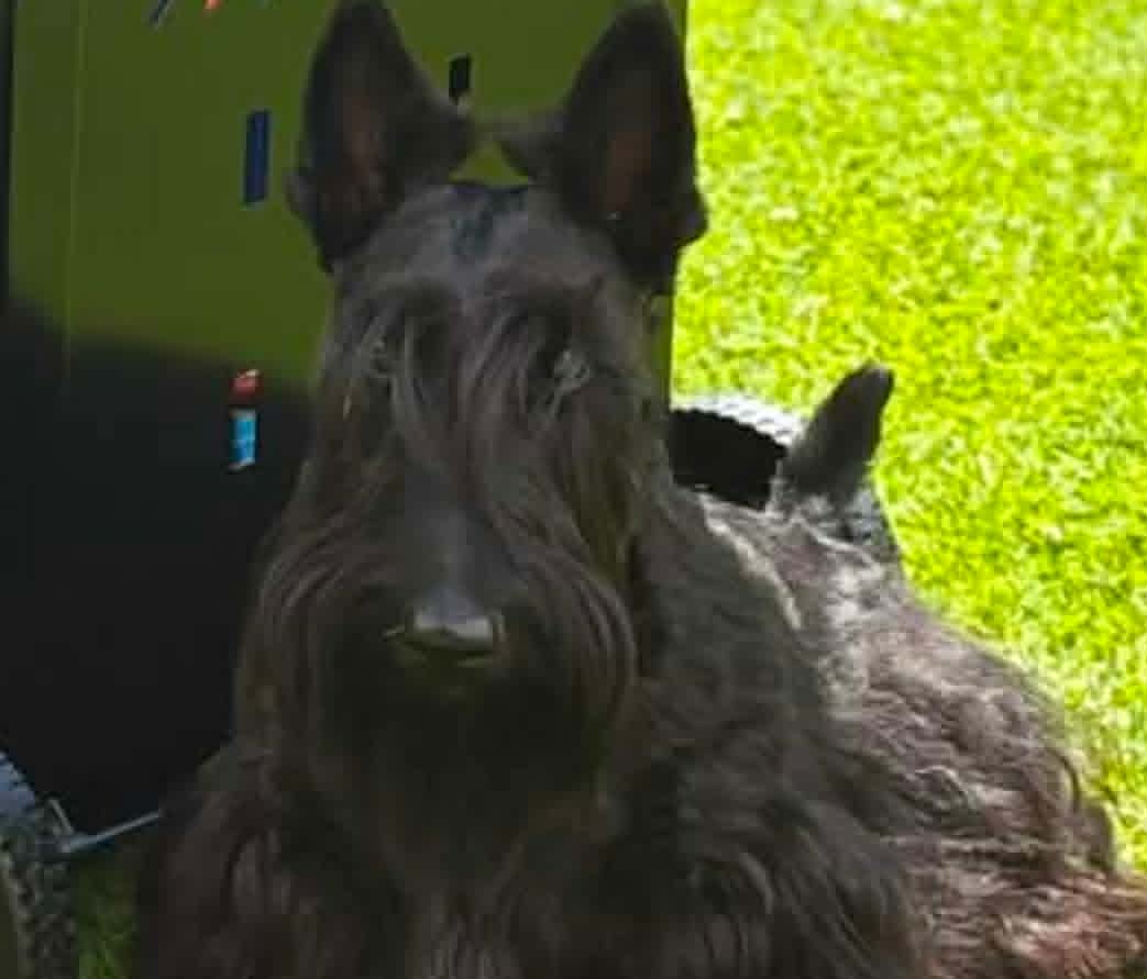 Velma of Tonyawire – Watching Our Scottish Terrier Grow in Belgium