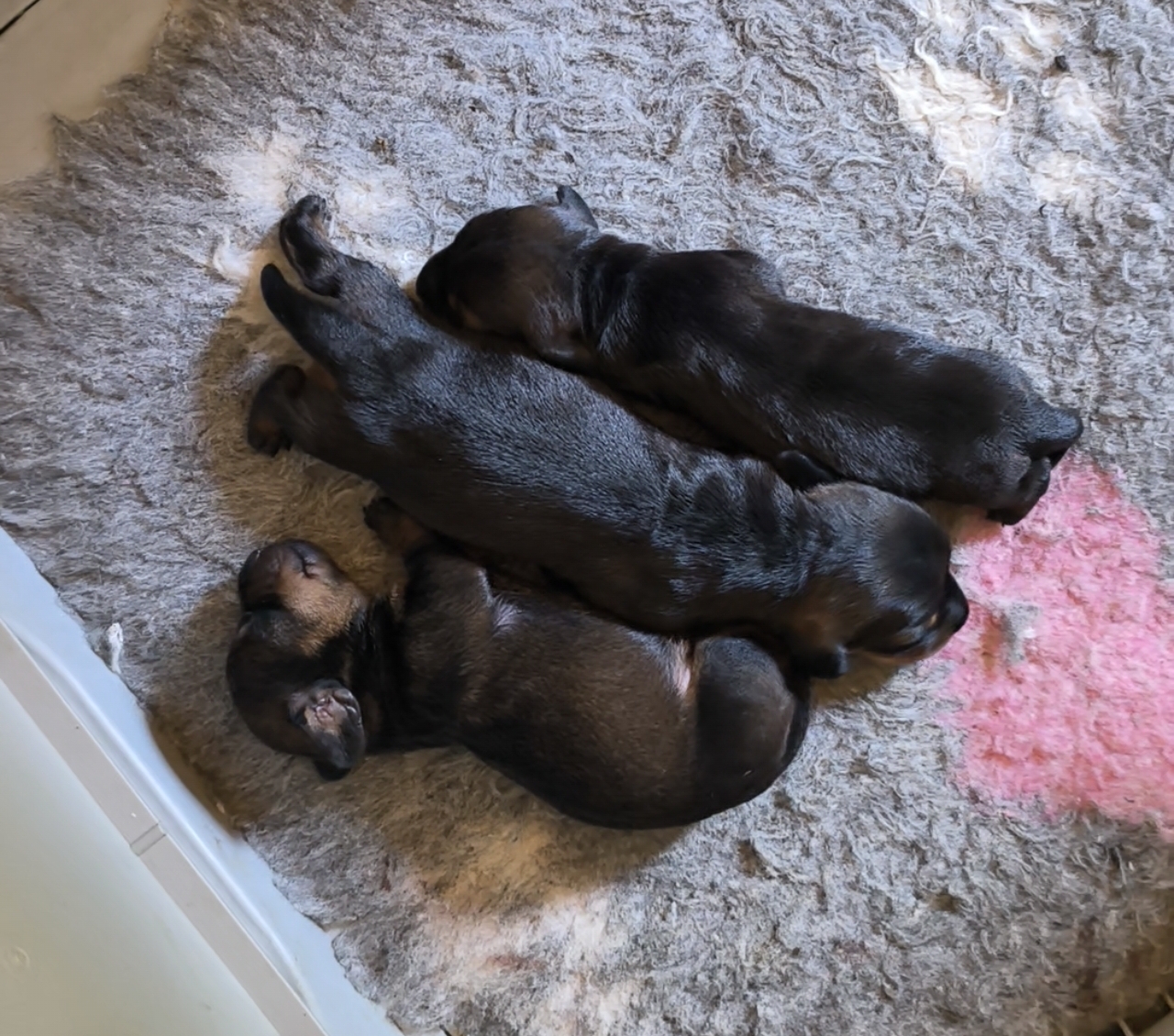 Wirehaired Kaninchen Dachshund Puppies – Born August 2026